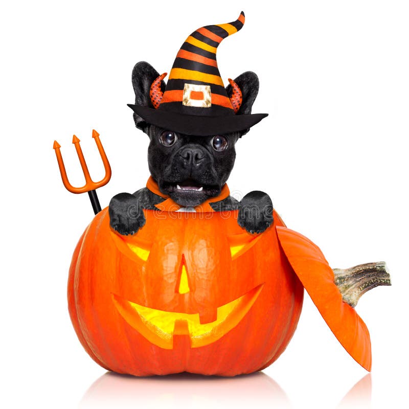 Halloween devil french bulldog dog inside pumpkin, scared and frightened, isolated on white background. Halloween devil french bulldog dog inside pumpkin, scared and frightened, isolated on white background