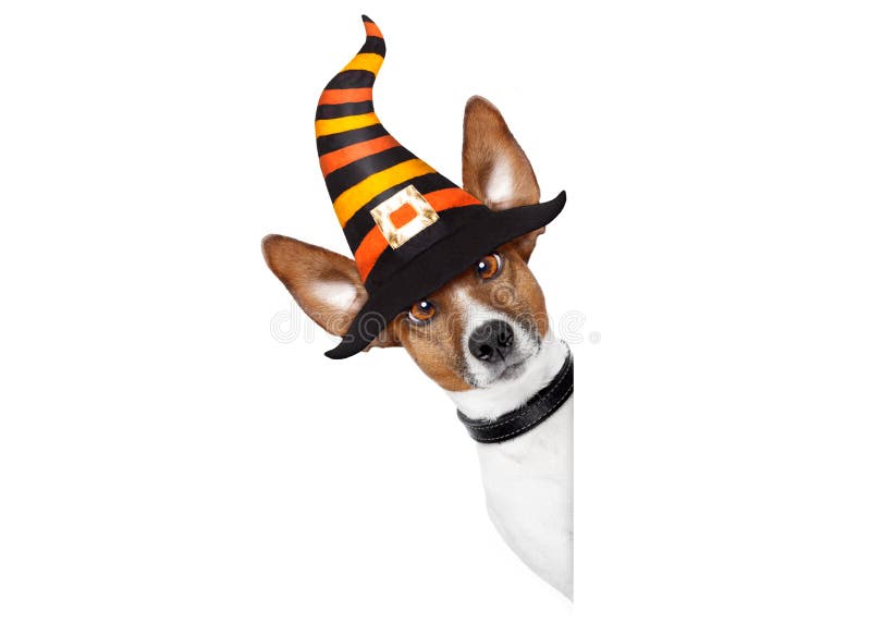 Halloween devil jack russell dog scared and frightened, behind a blank empty banner or placard , isolated on white background, wearing a witch hat. Halloween devil jack russell dog scared and frightened, behind a blank empty banner or placard , isolated on white background, wearing a witch hat