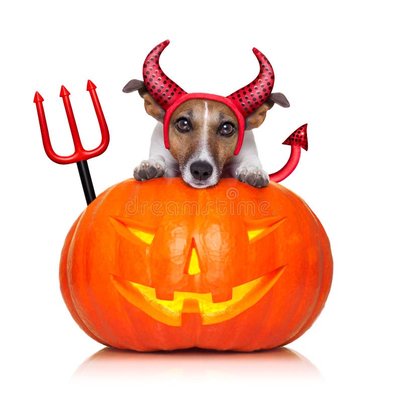 Halloween Pumpkin Witch Dog Stock Photo - Image of fear, creepy: 26983522