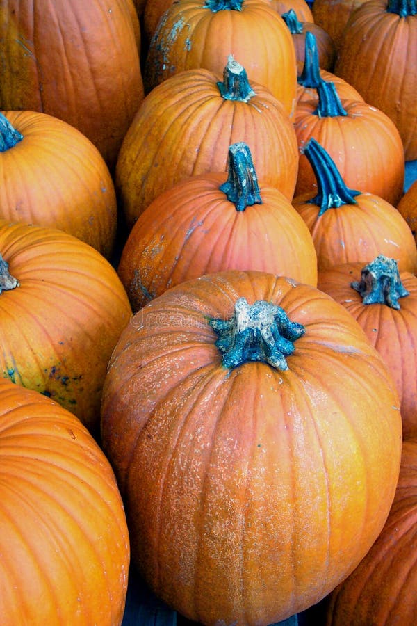 Download Halloween pumpor fotografering för bildbyråer. Bild av efterrätt - 26319