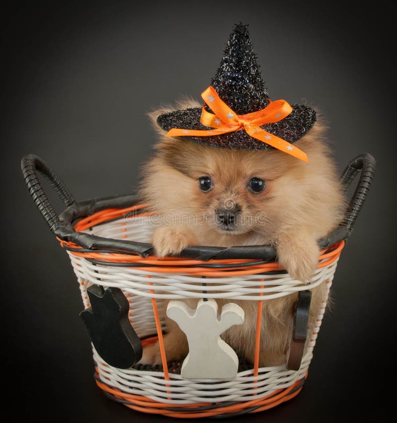 Cute little Pom puppy wearing a witch hat sitting in a Halloween basket on a black background. Cute little Pom puppy wearing a witch hat sitting in a Halloween basket on a black background.