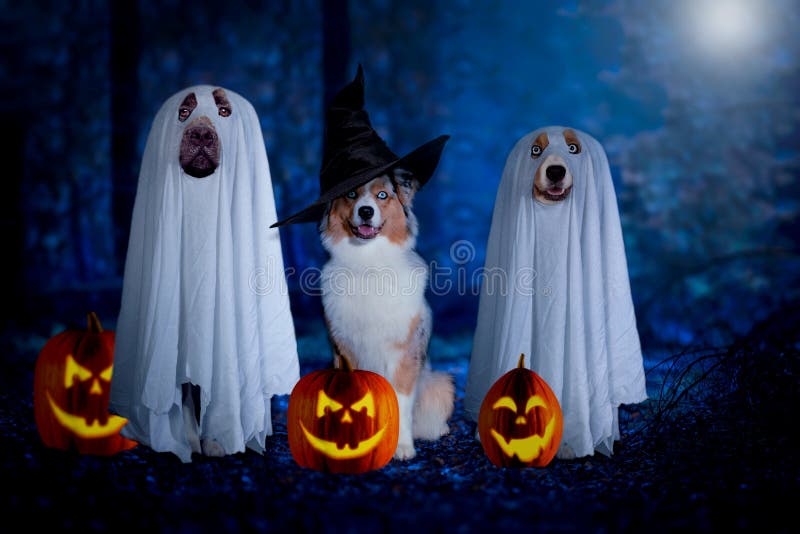Halloween, three dogs sit disguised as ghost and witch in front