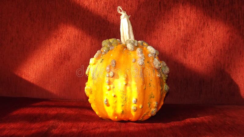 Halloweenowy pomarańczowy bani i czerwieni tło obrazy stock Halloweenowy pomarańczowy bani i czerwieni tło obrazy stock