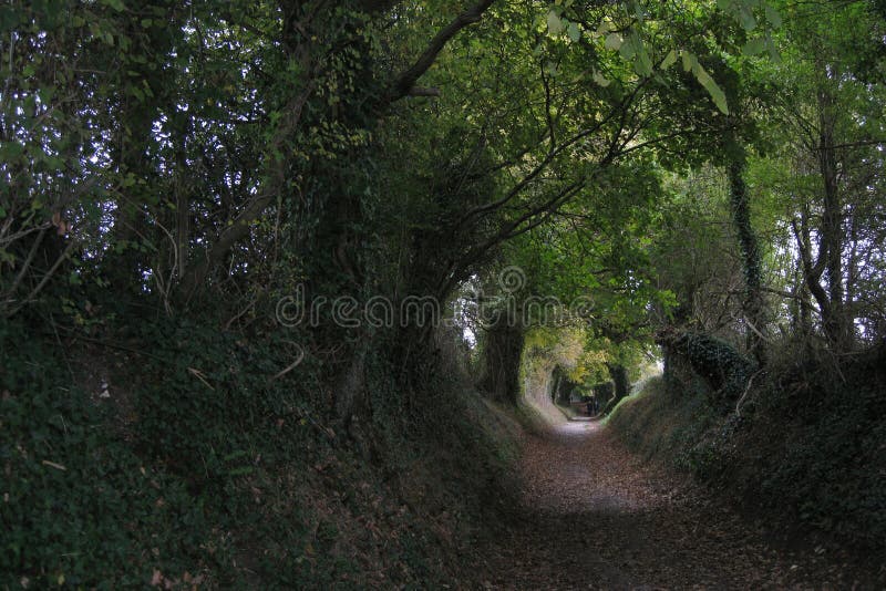 Halnaker tree tunnel