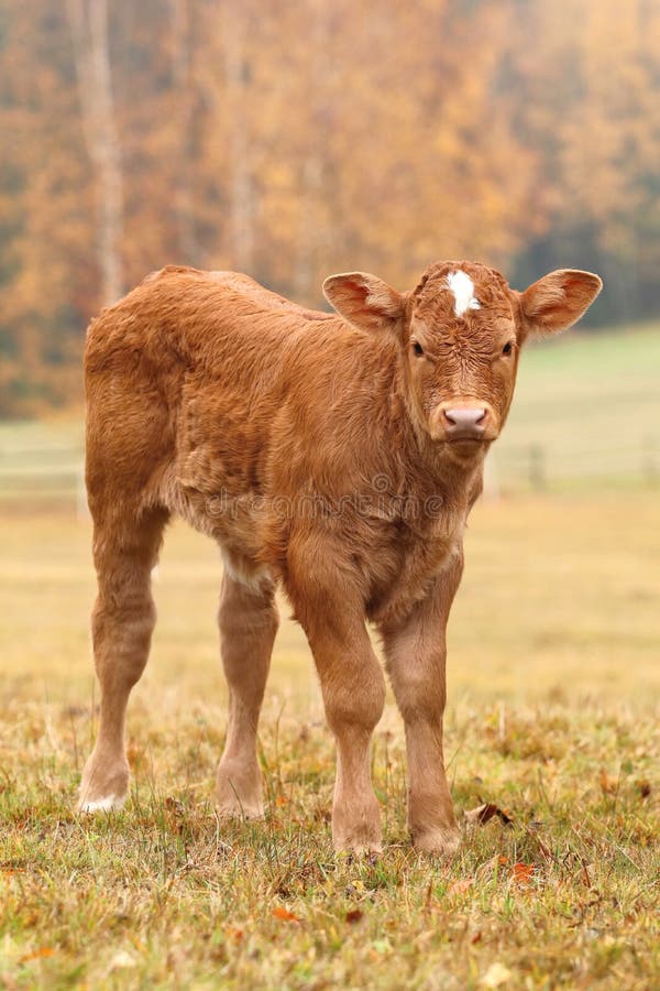 Mountain cattle on autumn pasture. Mountain cattle on autumn pasture