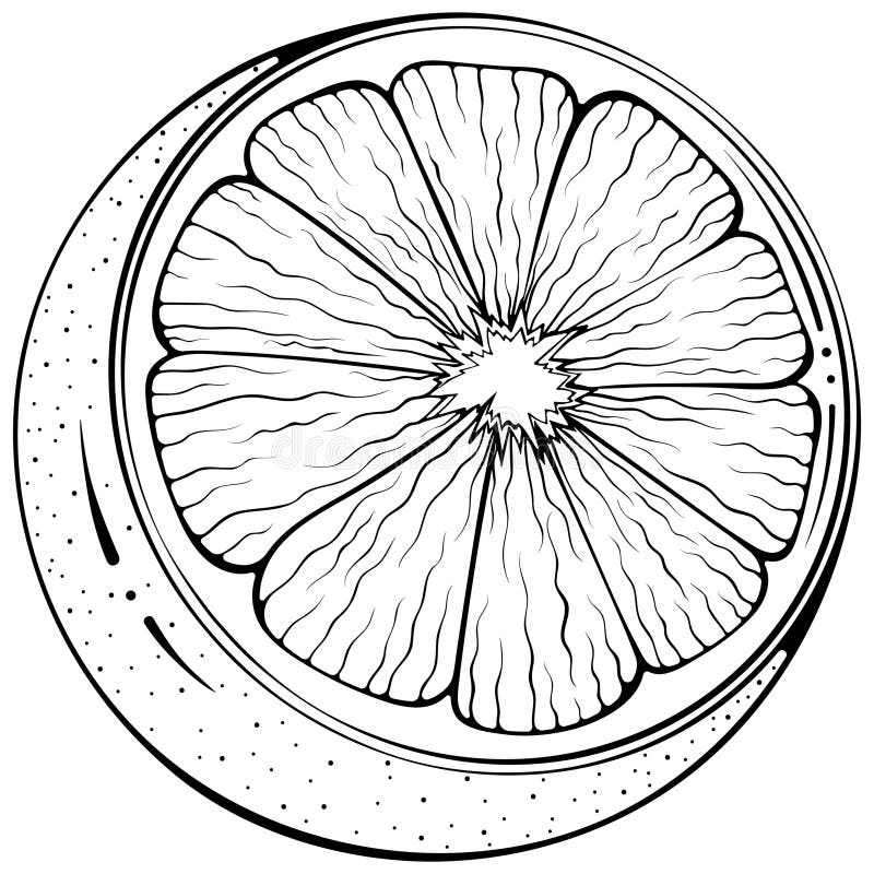 Halv citronstam stock illustrationer