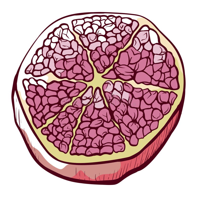 Halv grapefruktad naturlig juicens färsk citrusfrukt vektor illustrationer