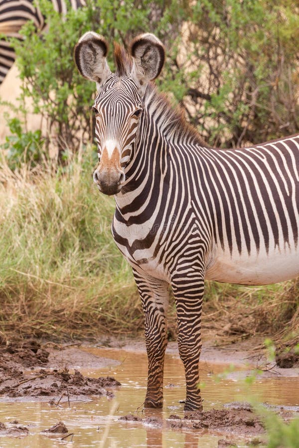 Halv kropp enkelvuxen givzebra i samburu kenya arkivfoton