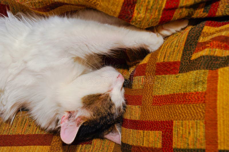 Download Halv Vithusdjurkatt Som Poserar På Soffan Bakgrund Av Fyrkanter Av Diff Arkivfoto - Bild av ligga, katt: 76700628