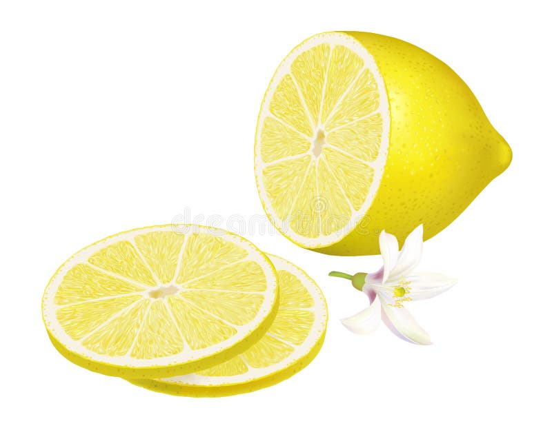 Halva citron och skivor av citron. vektor illustrationer