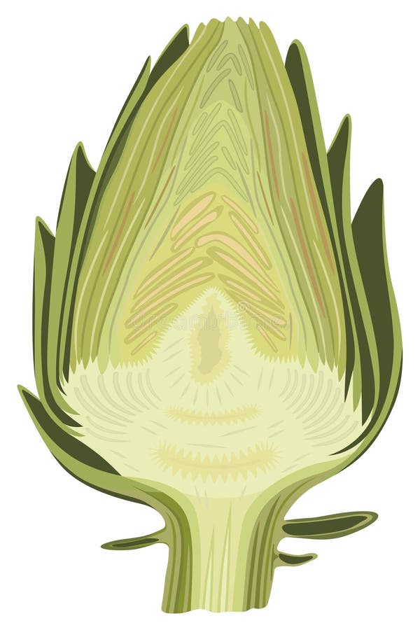 Halved artichoke isolated vector illustration