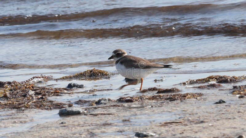 Halvpalmat foder för mat på stranden