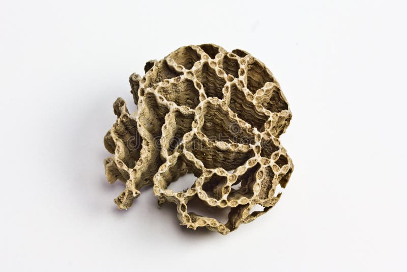 A closeup of Halysites, an extinct genus of fossilized chain coral, isolated on a white background. This piece was found in NW Michigan. A closeup of Halysites, an extinct genus of fossilized chain coral, isolated on a white background. This piece was found in NW Michigan.