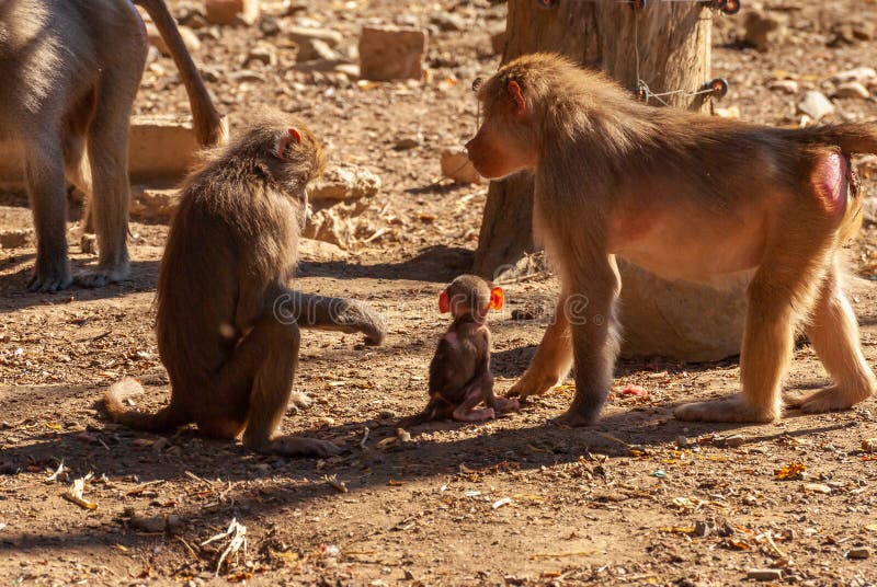 Macacos engraçados imagem de stock. Imagem de quente - 69004477