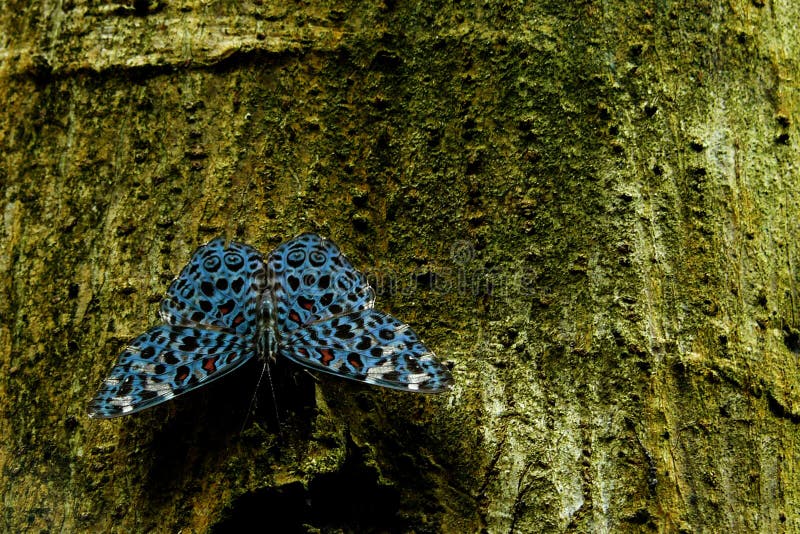 Hamadryas Chloe or Chloe Cracker, a Stunning Blue Butterfly with Black