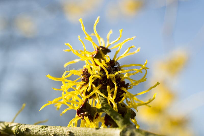 Hamamelis. photo stock. Image du fleurs, arbuste, stationnement - 38241314