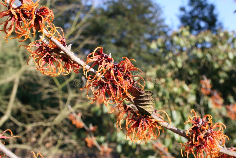 hamamelis of Amerikaanse toverhazelaar die in de vroege lente bloeien royalty-vrije stock foto hamamelis of Amerikaanse toverhazelaar die in de vroege lente bloeien royalty-vrije stock foto