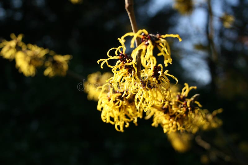 hamamelis of Amerikaanse toverhazelaar die in de vroege lente bloeien royalty-vrije stock foto hamamelis of Amerikaanse toverhazelaar die in de vroege lente bloeien royalty-vrije stock foto