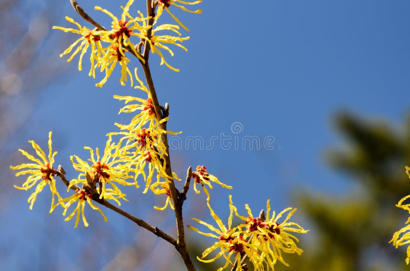 Hamamelis japonica stock photo. Image of tree, spring - 40013330