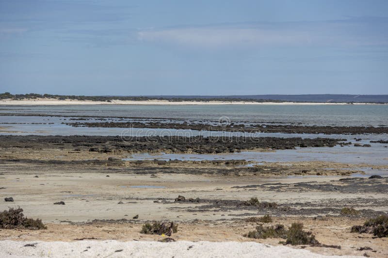Hamelin piscines stromatolites. microorganismes vivants les plus anciens. photo libre de droits