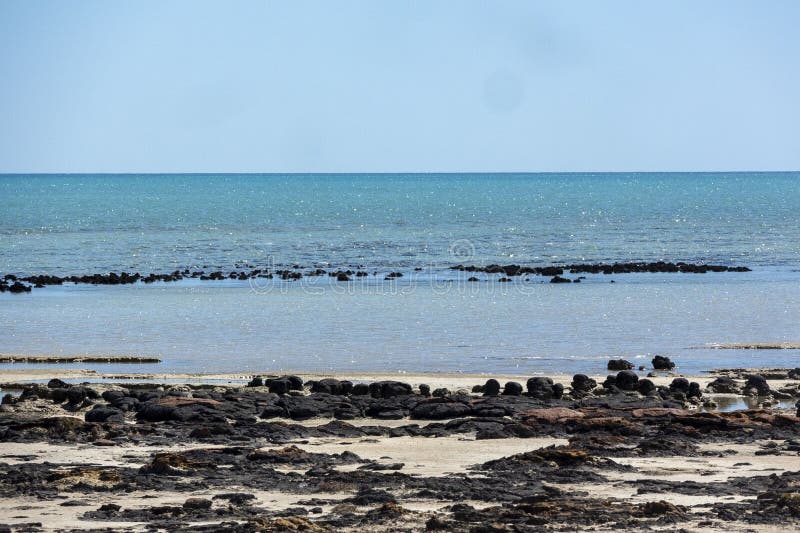 Hamelin piscines stromatolites. microorganismes vivants les plus anciens. Piscines de hamelin dans l'ouest de l'australie où se trouvent les plus vieux microorganismes vivants dans l'ouest de l'australie. les stromatolites sont visibles du rivage. la promenade n'est plus accessible.