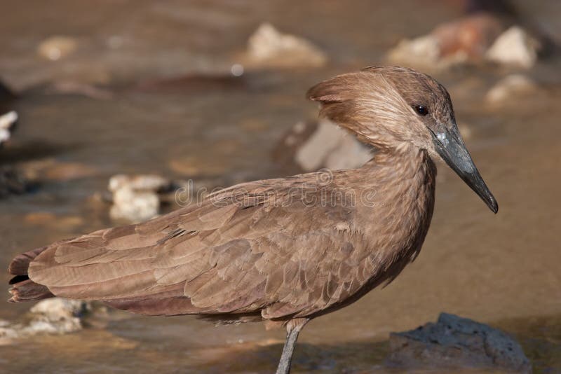 Hamerkop