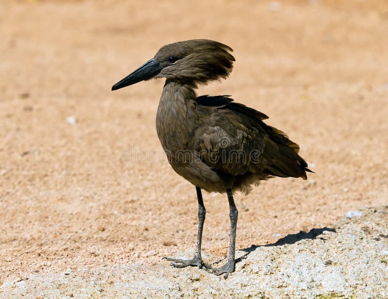 A Hamerkop, scopus umbretta