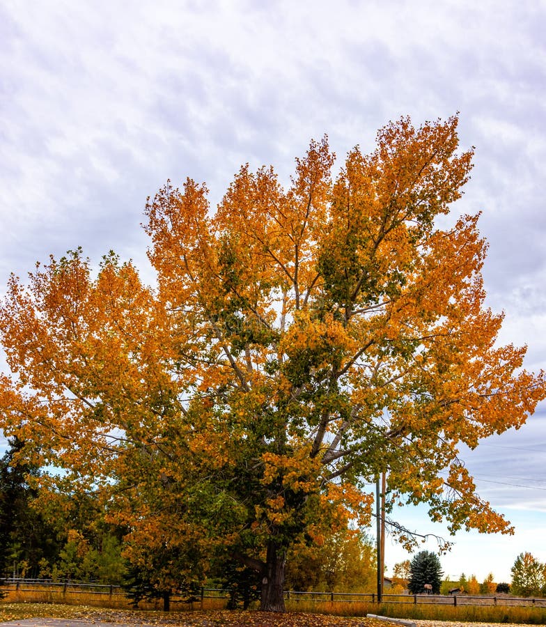 The Hamlet of De Winton in Foothills County Alberta Canada Stock Photo