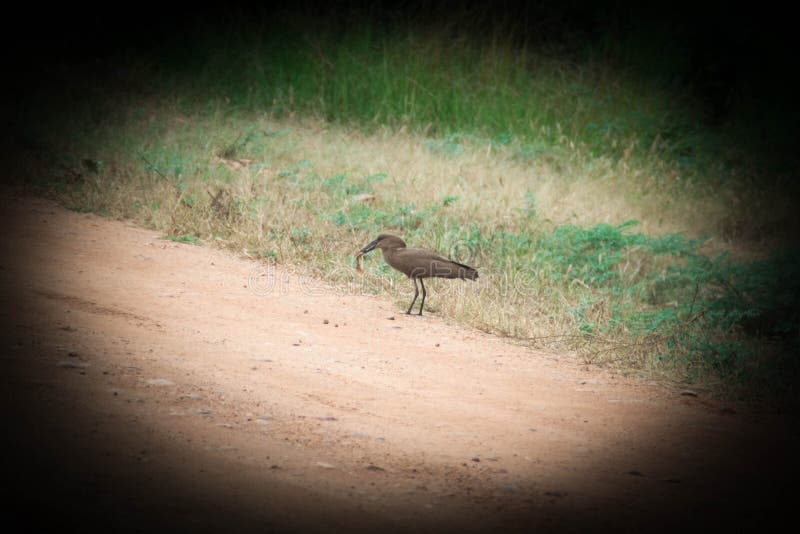 149 Hammer Head Bird Stock Photos Free & RoyaltyFree Stock Photos