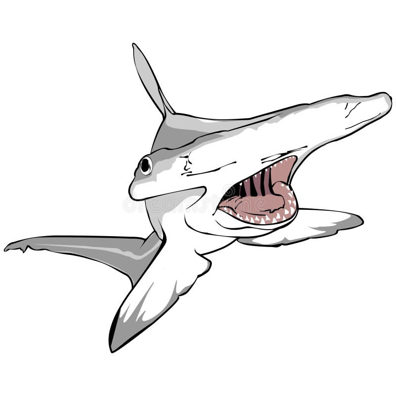 Hammer Head Shark Vector Stock Illustrations – 221 Hammer Head
