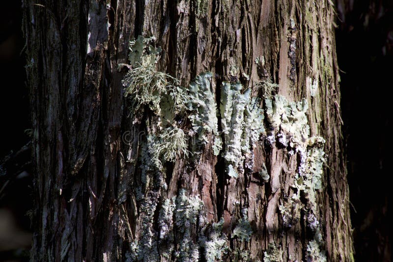 Hammered Shield Lichens growing on bark of mature tree in Bailey`s Harbor Wisconsin  803828  Parmelia sulcata. Hammered Shield Lichens growing on bark of mature tree in Bailey`s Harbor Wisconsin  803828  Parmelia sulcata