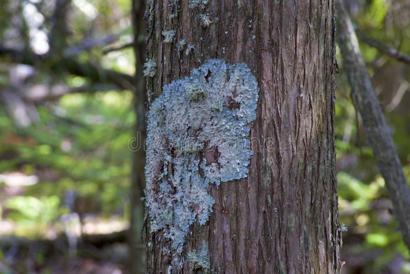 Hammered Shield Lichens growing on bark of mature tree in Bailey`s Harbor Wisconsin  803831 Parmelia sulcata. Hammered Shield Lichens growing on bark of mature tree in Bailey`s Harbor Wisconsin  803831 Parmelia sulcata