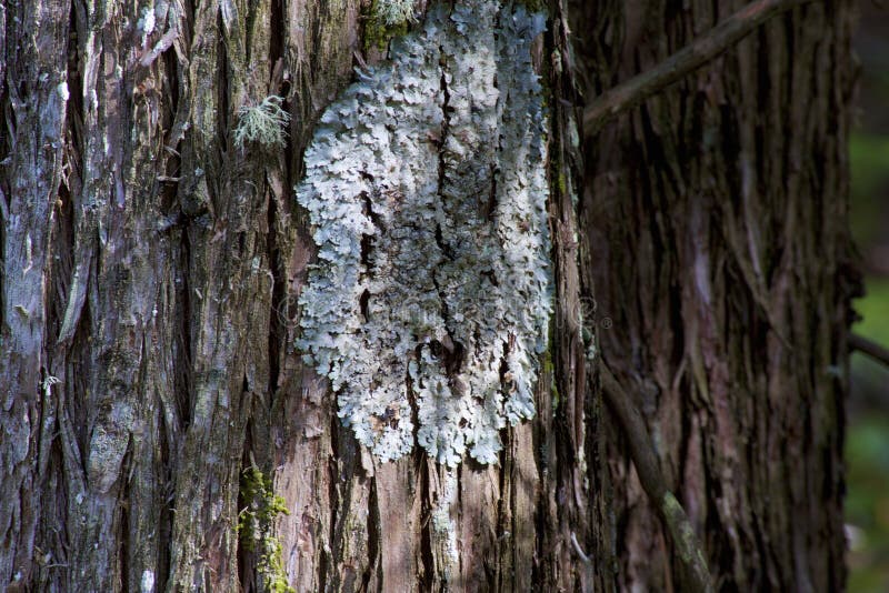 Hammered Shield Lichens growing on bark of mature tree in Bailey`s Harbor Wisconsin  803829  Parmelia sulcata. Hammered Shield Lichens growing on bark of mature tree in Bailey`s Harbor Wisconsin  803829  Parmelia sulcata