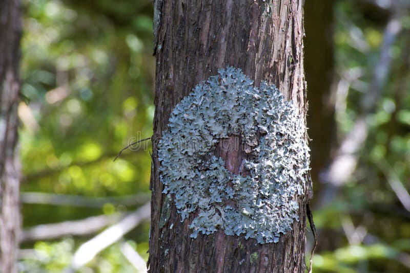 Hammered Shield Lichens growing on bark of mature tree in Egg Harbor Wisconsin  803830  Parmelia sulcata. Hammered Shield Lichens growing on bark of mature tree in Egg Harbor Wisconsin  803830  Parmelia sulcata