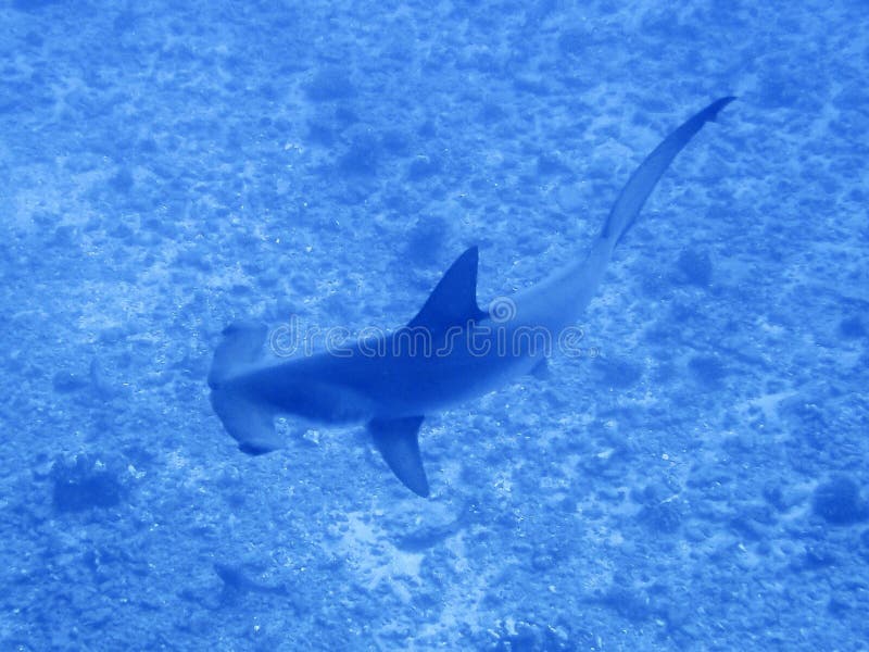 Hammerhead Shark Swims Over Reef stock photography Hammerhead Shark Swims Over Reef stock photography