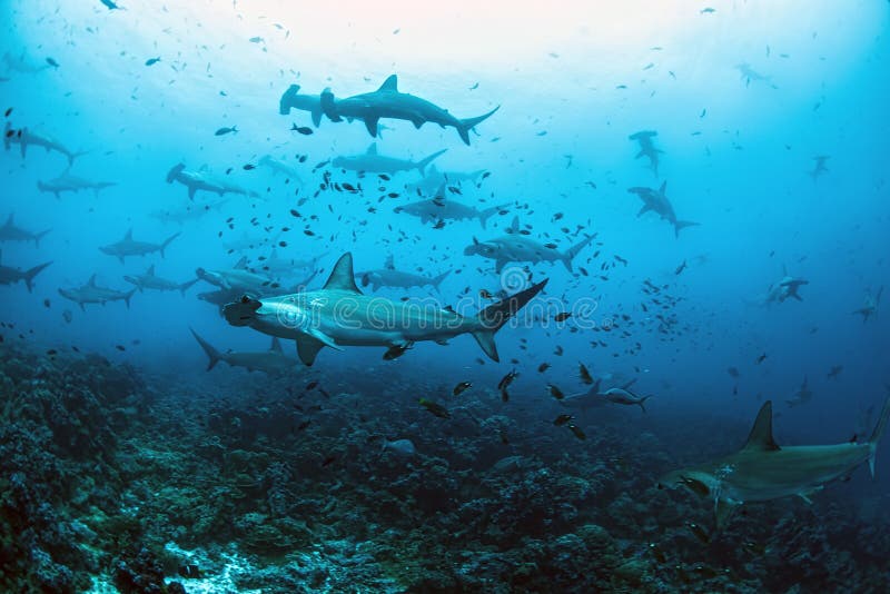 Hammerhead shark school, Darwin Arch, Galapagos