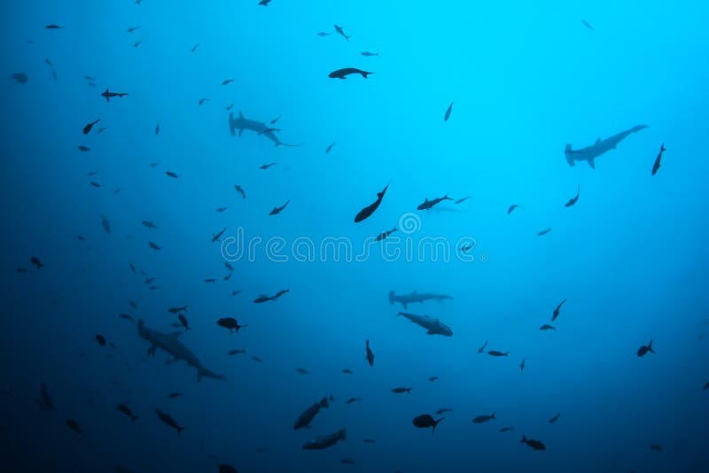 Hammerhead Sharks and Fish Schooling in Deep Water