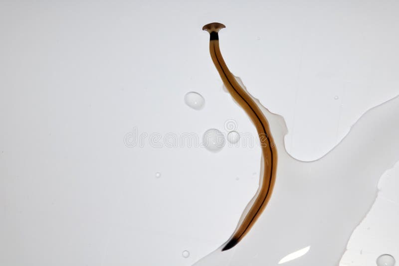 Hammerhead worm parasite. stock image. Image of land 96125457