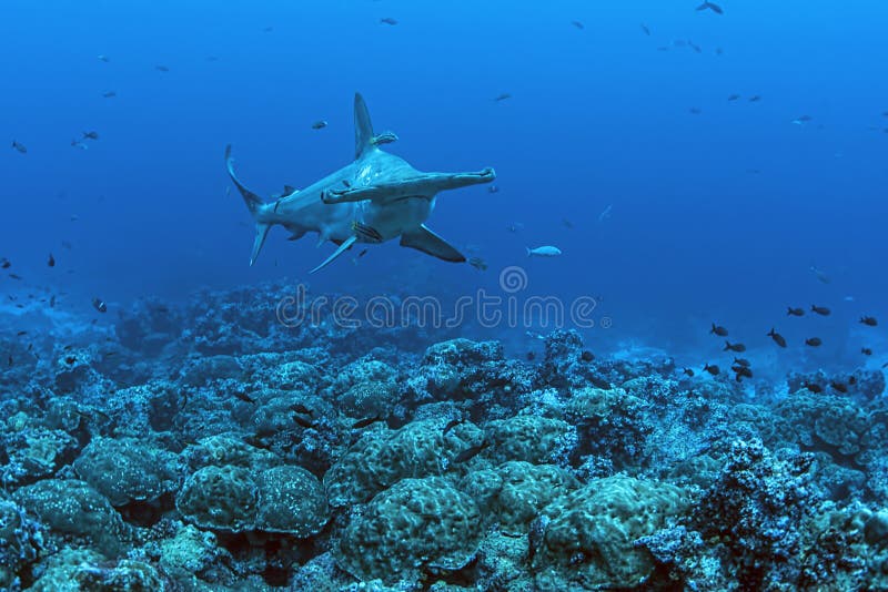 Hammerhead shark over coral reef, Galapagos