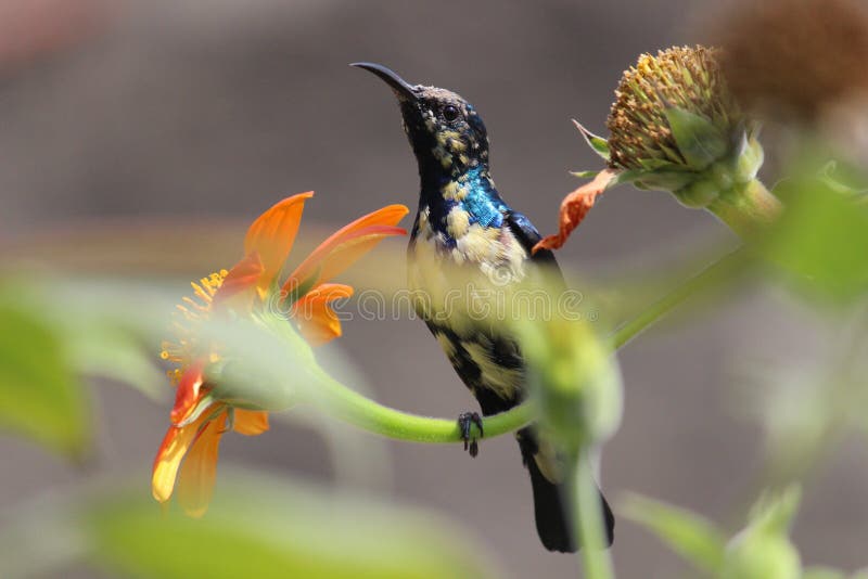 Hammingbird click stock image. Image of click, bird 105777095