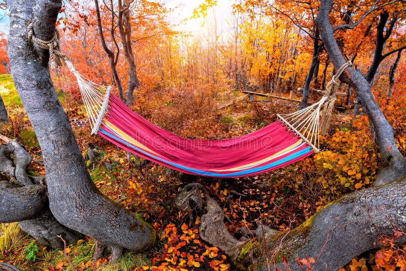 An Orange Hammock In The Forest Stock Image Image of hammock, camping