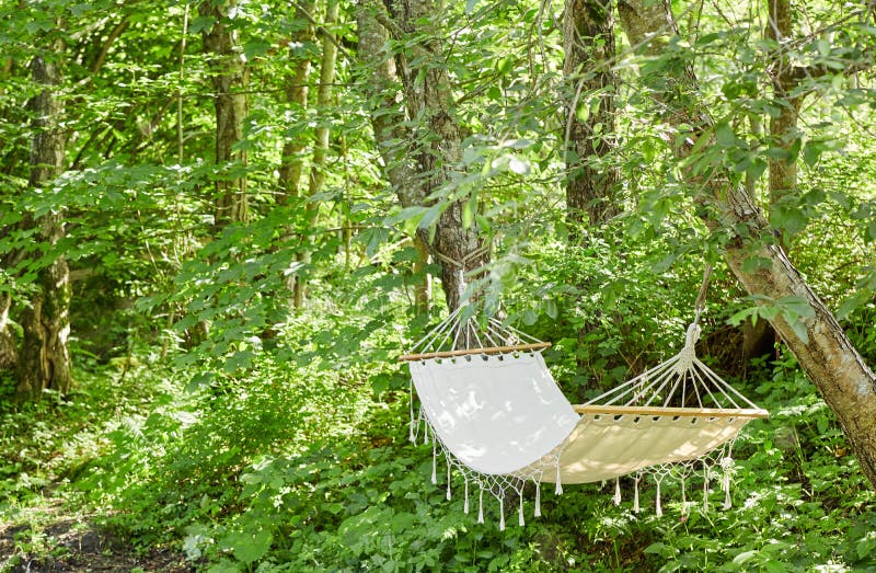 Hammock Forest Stock Images Download 2,323 Royalty Free Photos