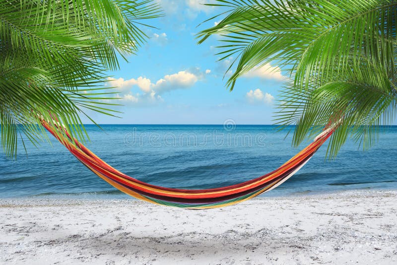 Hammock between palms at beach near sea on sunny day