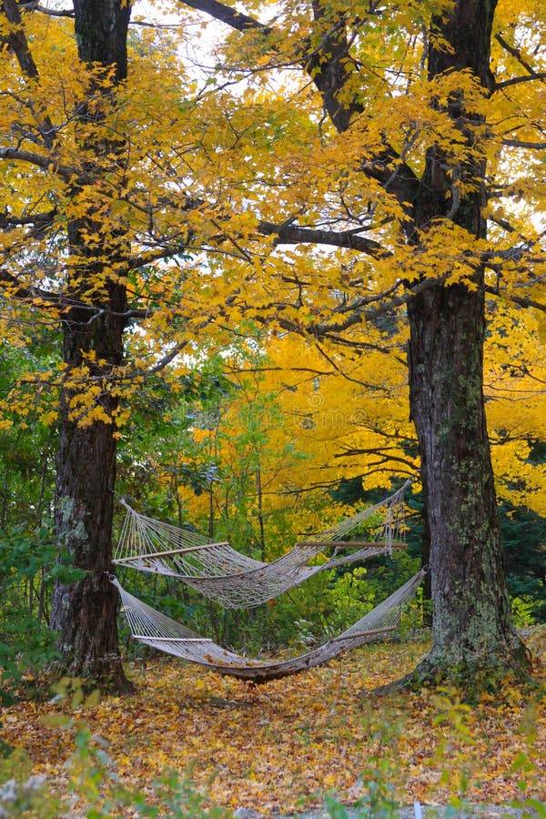 Hammocks between Autumn Trees Stock Photo Image of foliage, hammock