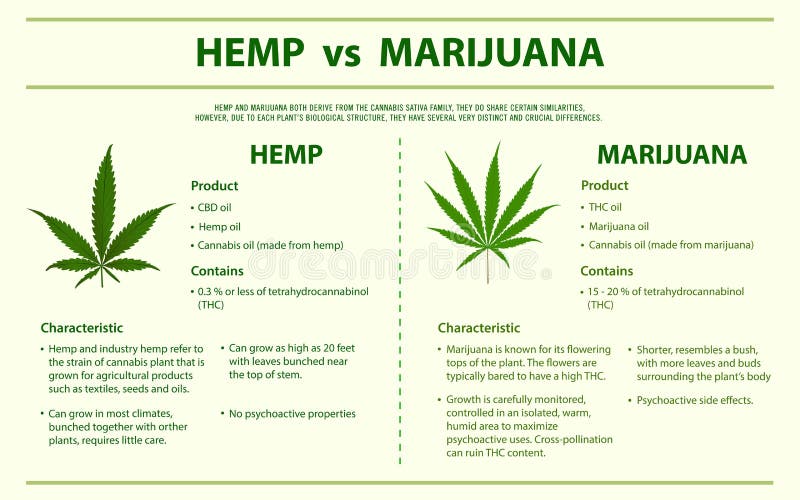 Hampa vs den infographic marijuanalodlinjen vektor illustrationer Hampa vs den infographic marijuanalodlinjen vektor illustrationer