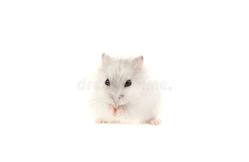 Hamster