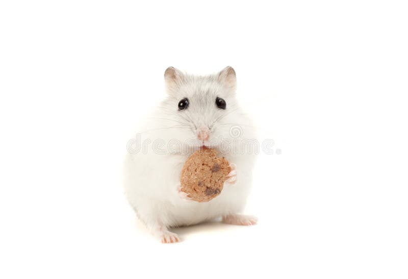 Hamster