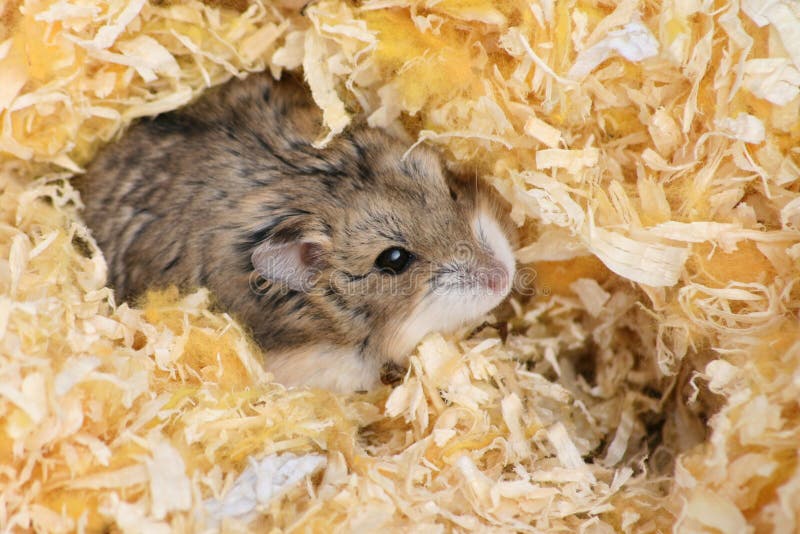 Hamster hiding in sawdust, selective focus
