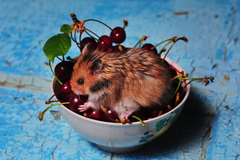 Cherry Hamster Stock Photos Free & RoyaltyFree Stock Photos from
