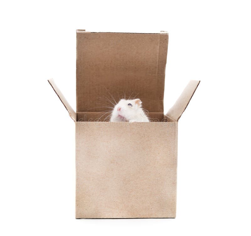 Hamster in the box stock photo. Image of hamster, element 243308194